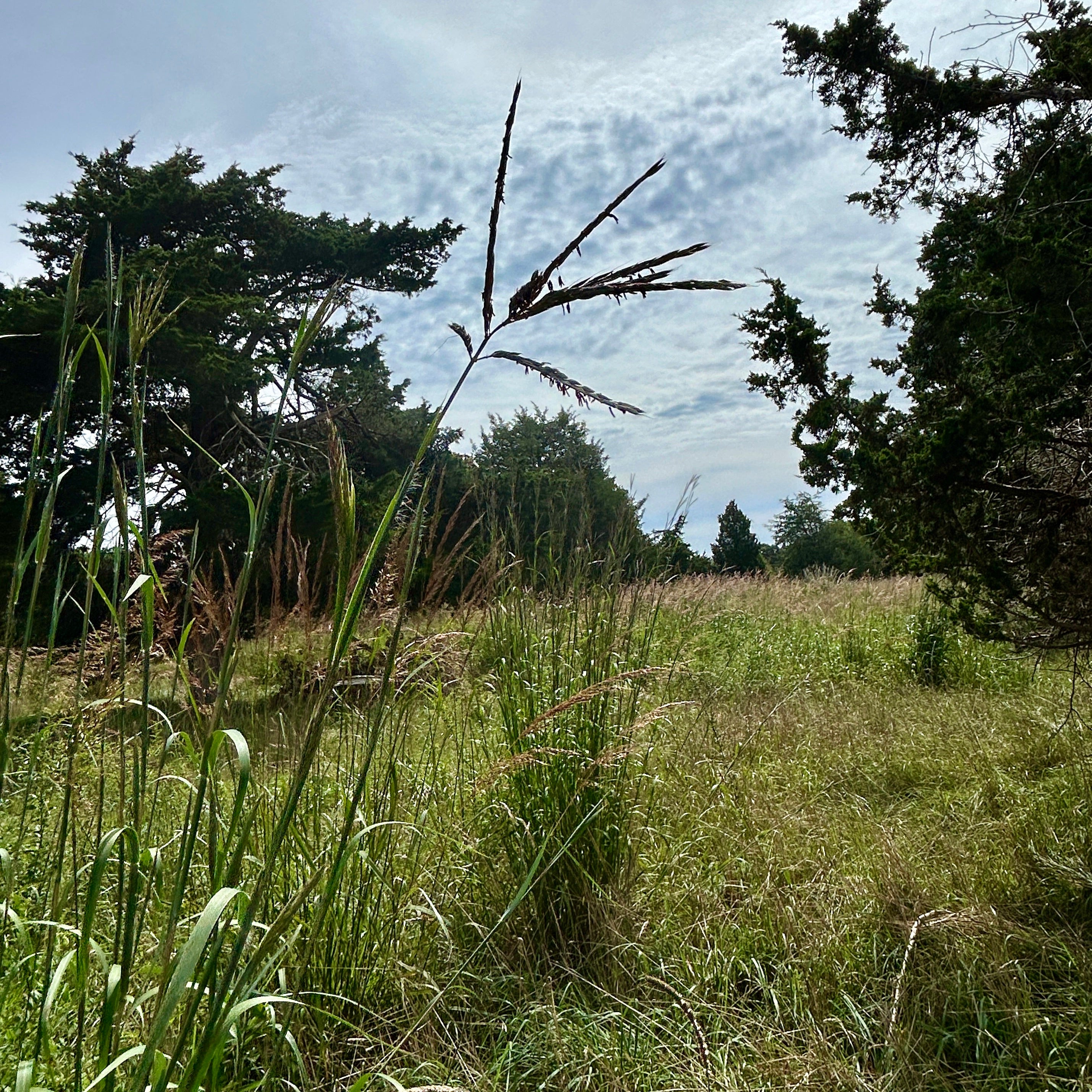 Andropogon gerardii