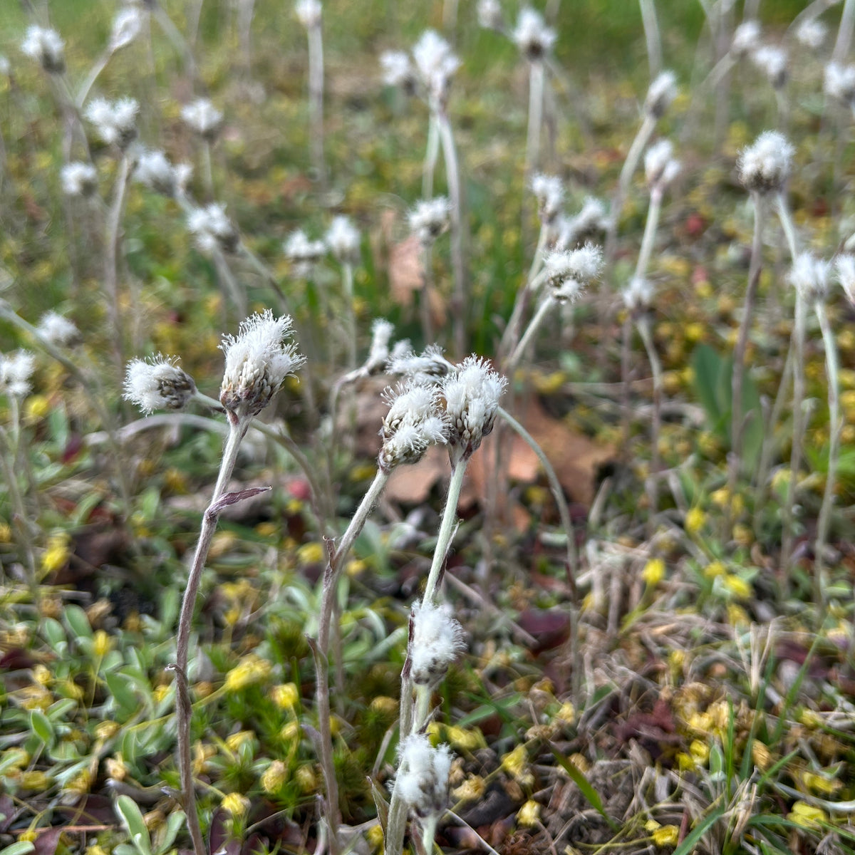 Antennaria neglecta