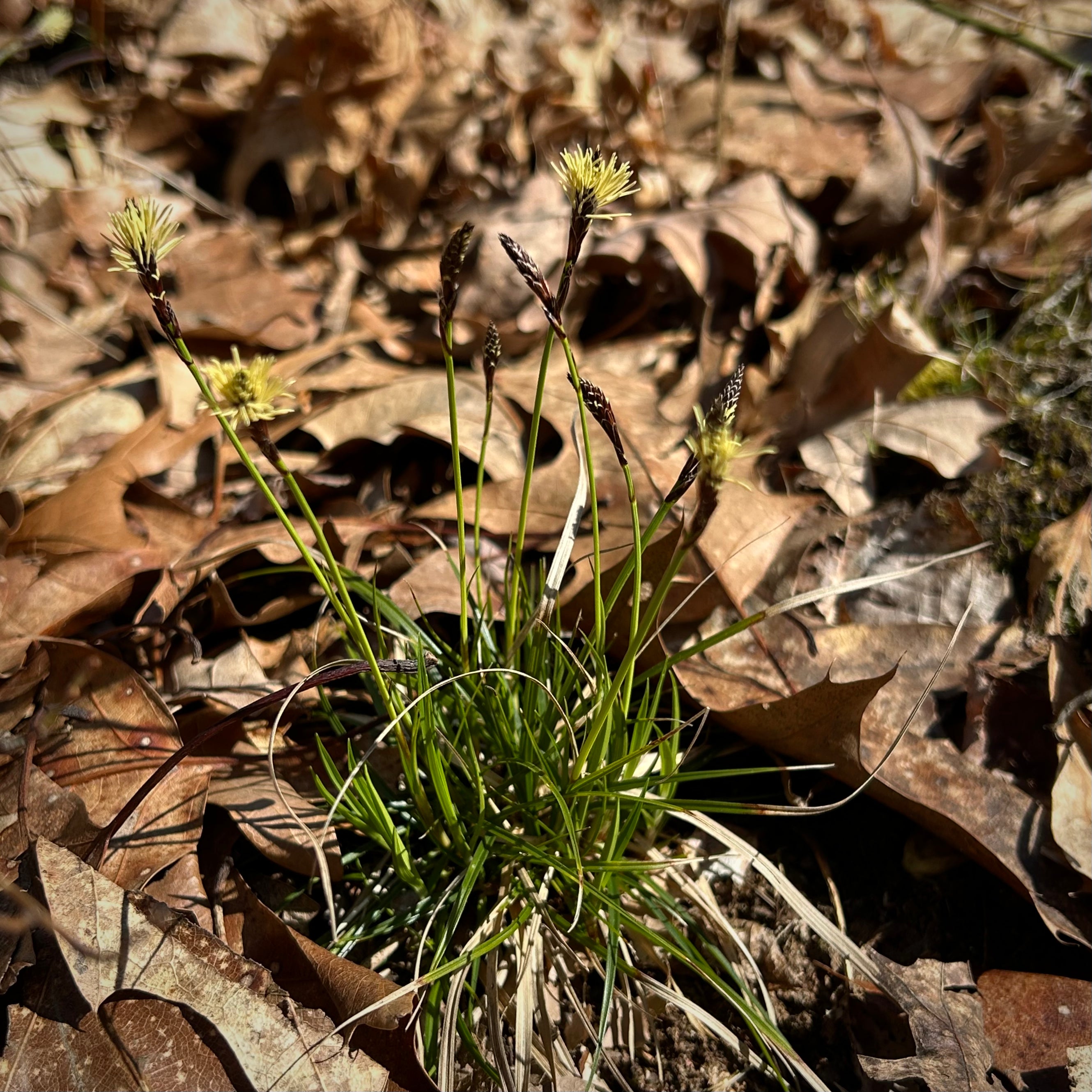 Carex pensylvanica