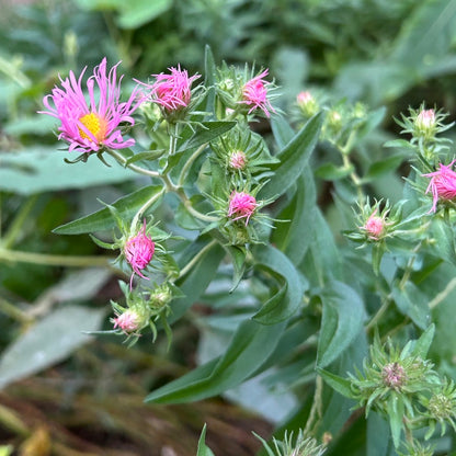 Symphyotrichum novae-angliae