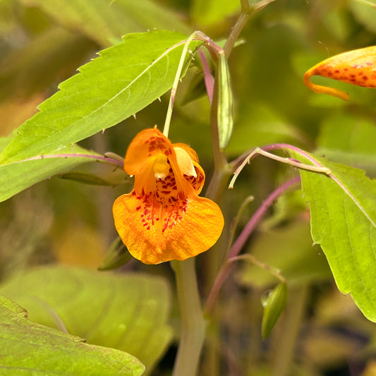 Impatiens capensis