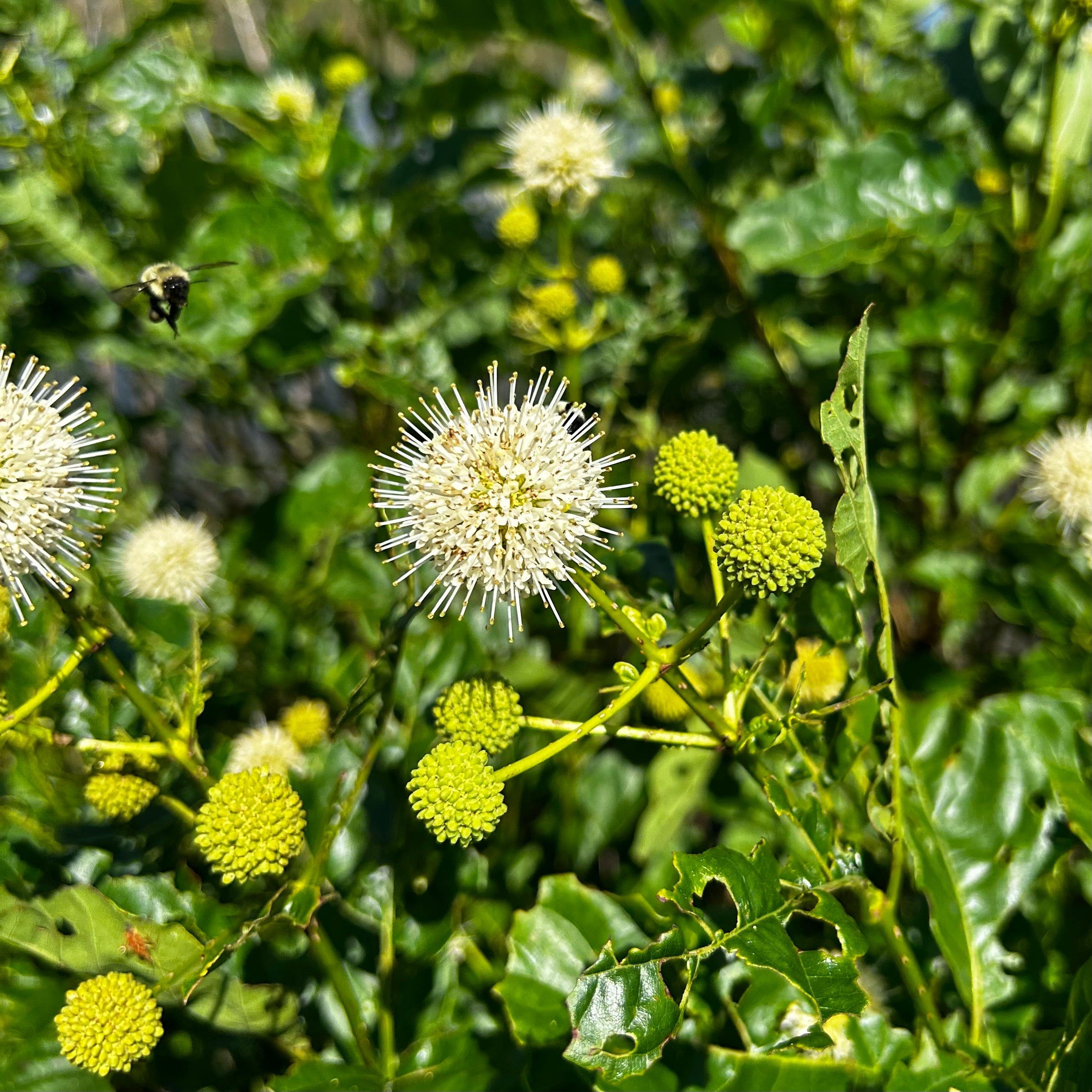 Cephalanthus occidentalis