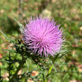 Cirsium discolor