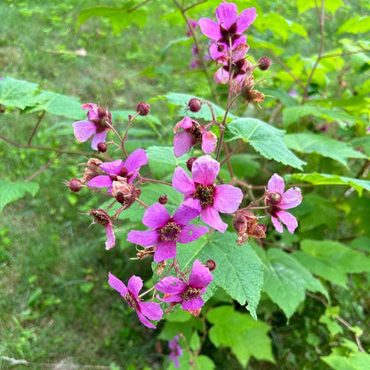 Rubus odoratus