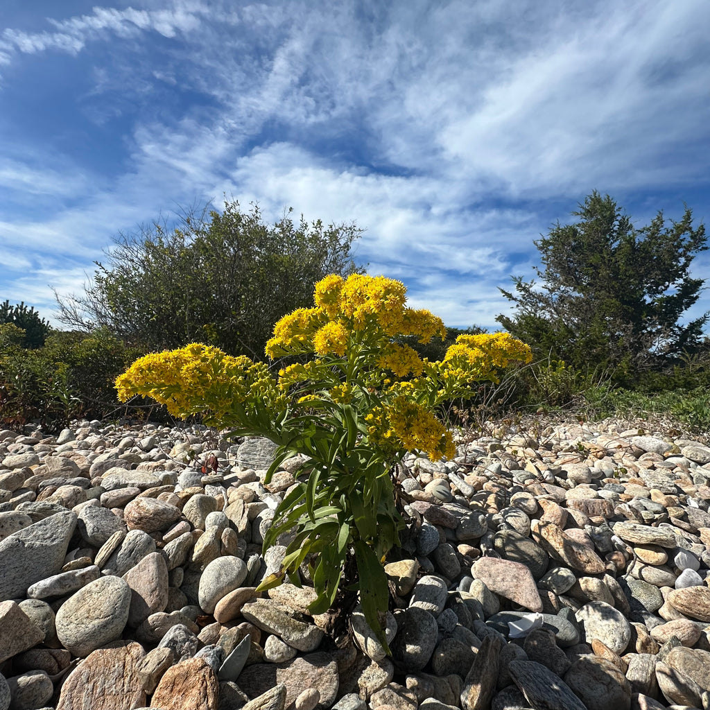 Solidago sempervirens