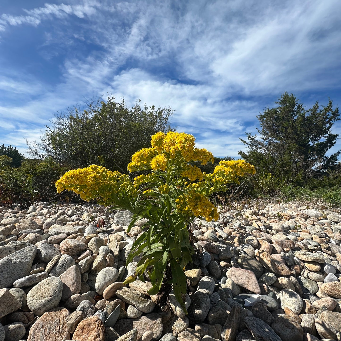 Solidago sempervirens