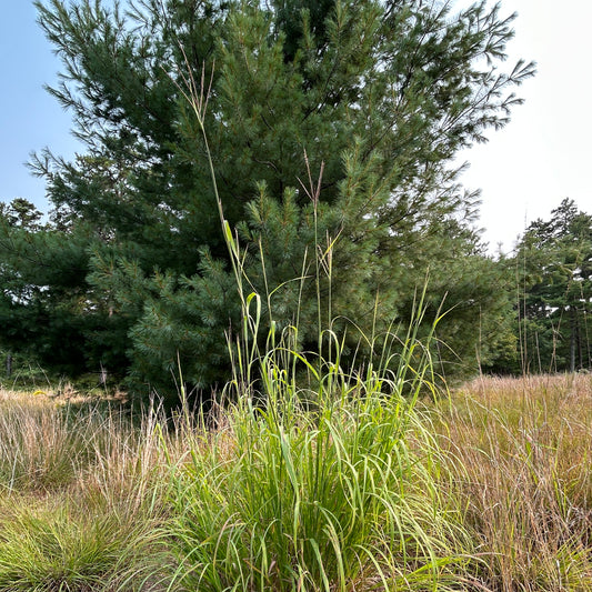 Andropogon gerardii