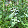 Pycnanthemum muticum