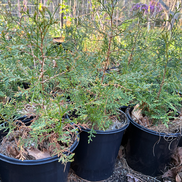 Atlantic White Cedar