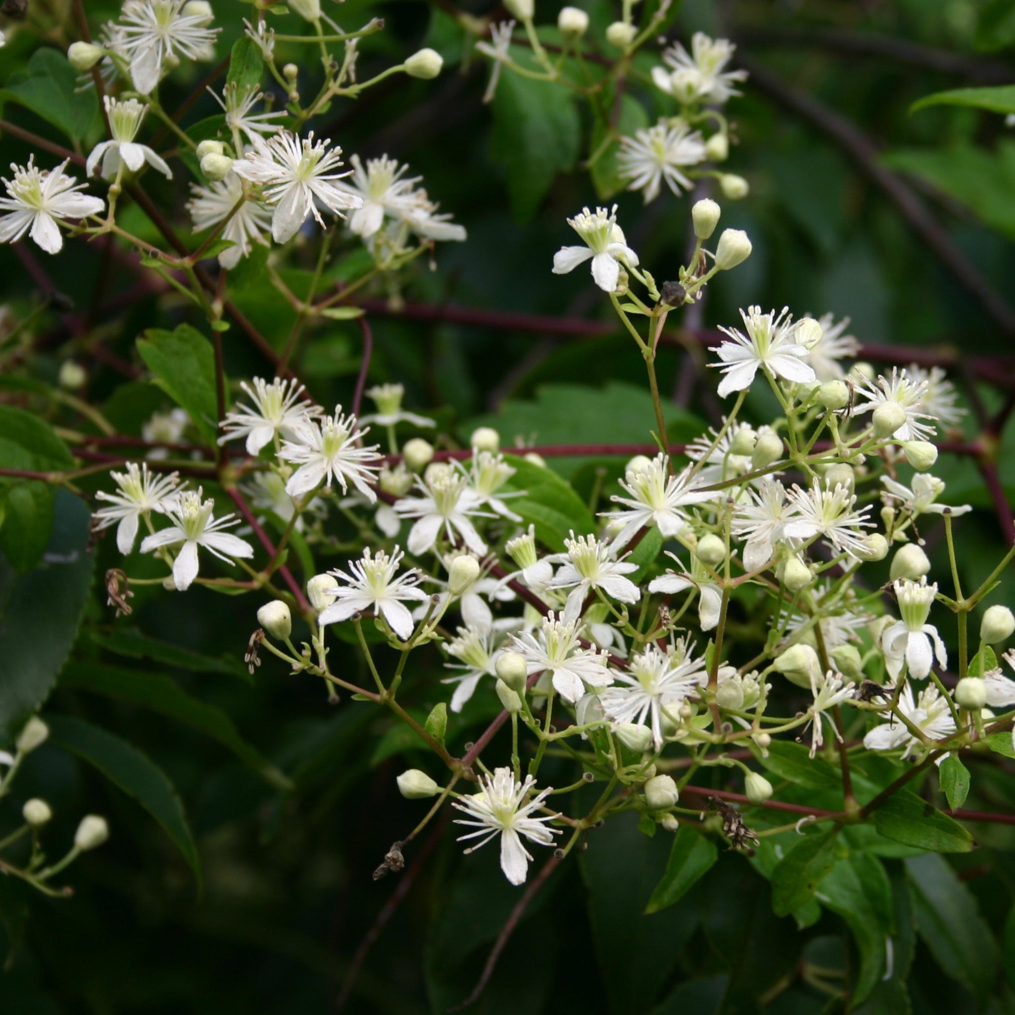 Clematis virginiana