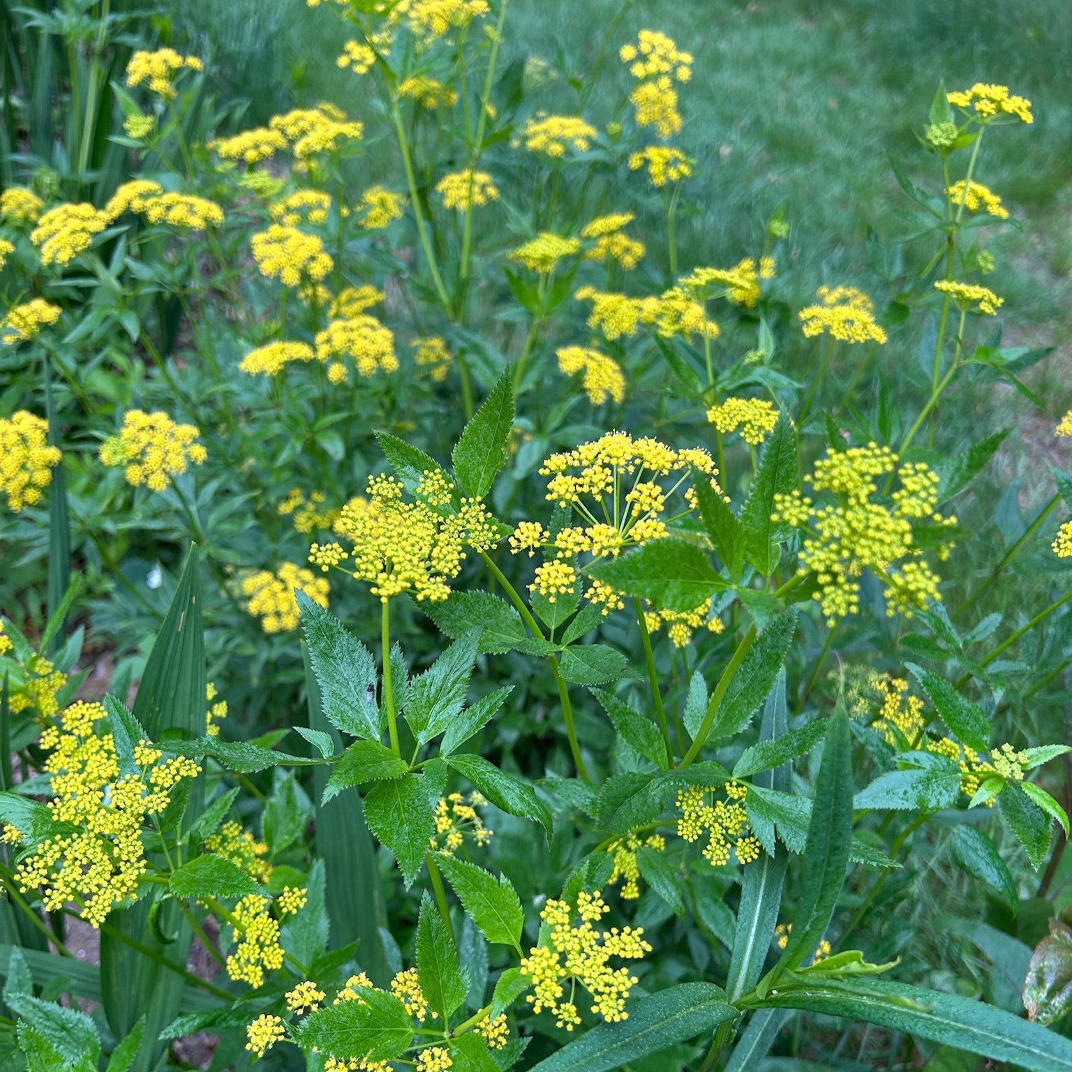 Zizia aurea