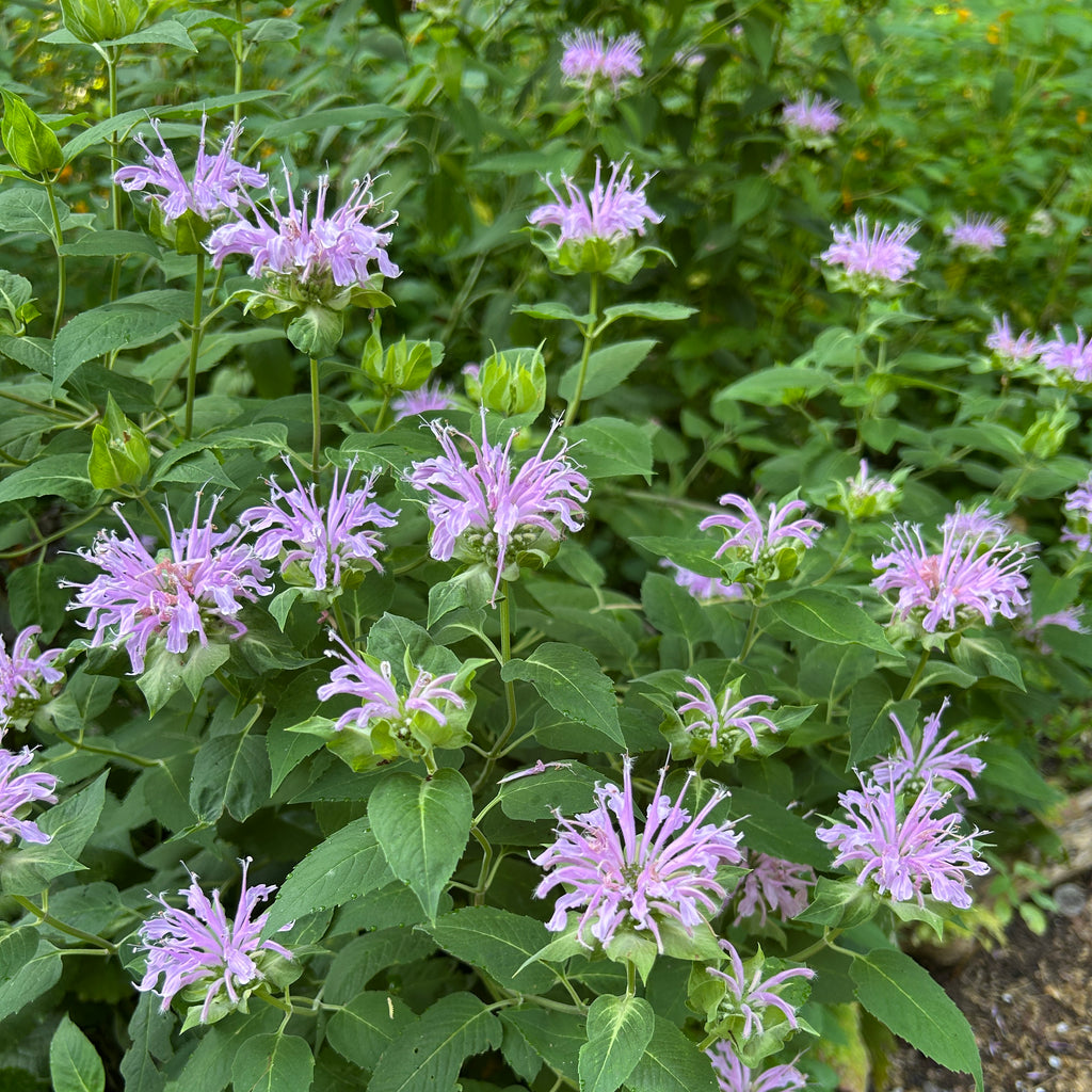 Monarda fistulosa