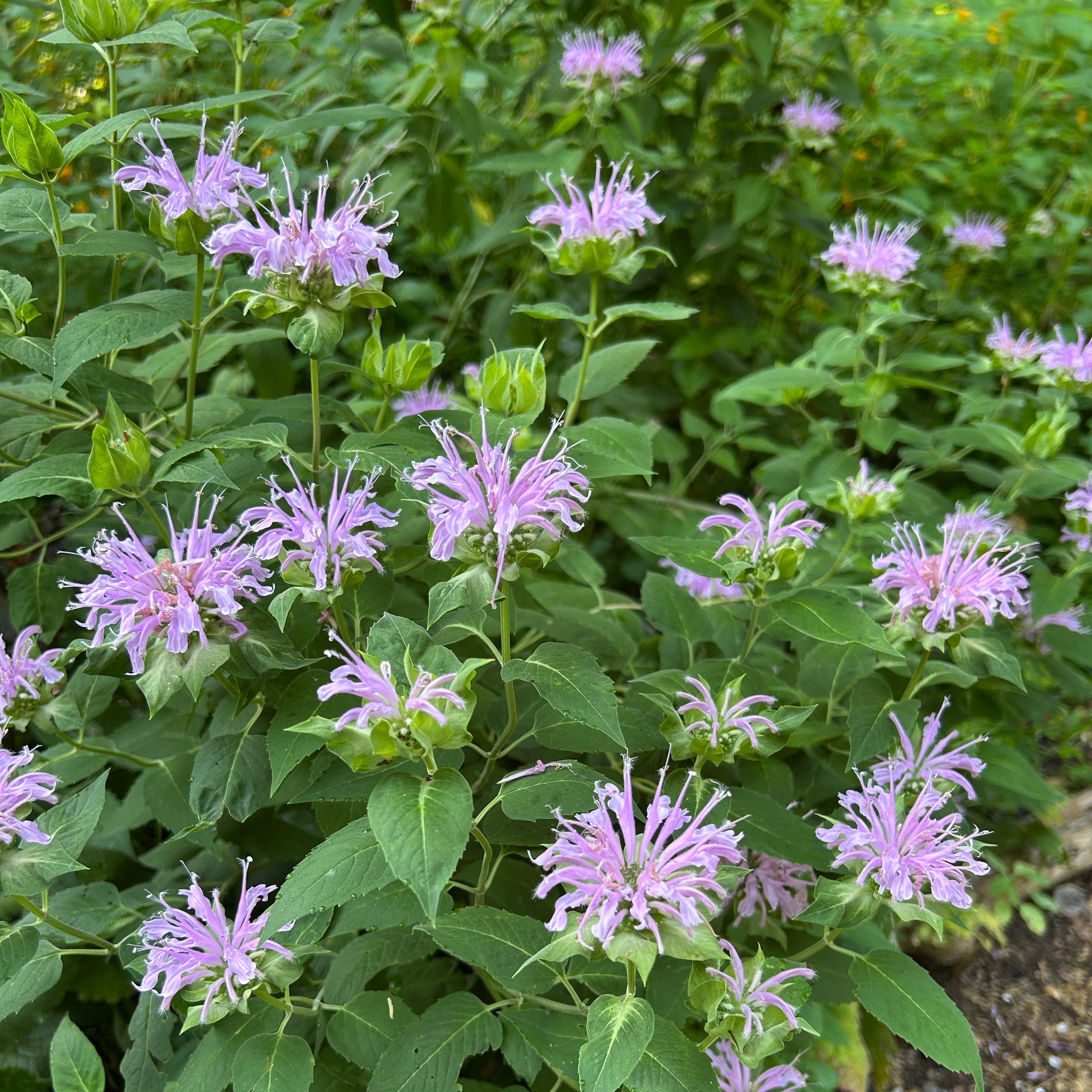 Monarda fistulosa