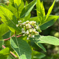 Apocynum cannabinum