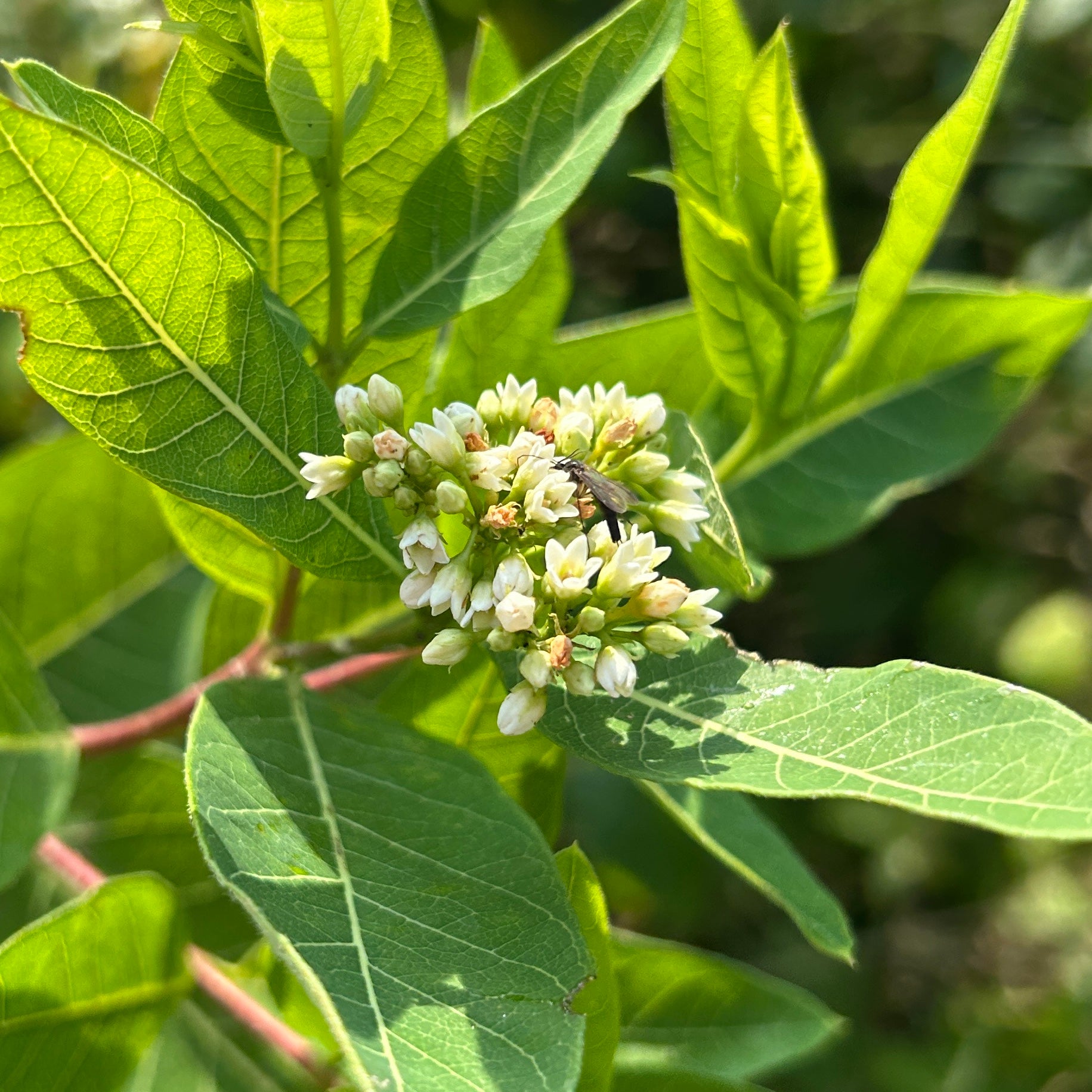 Apocynum cannabinum