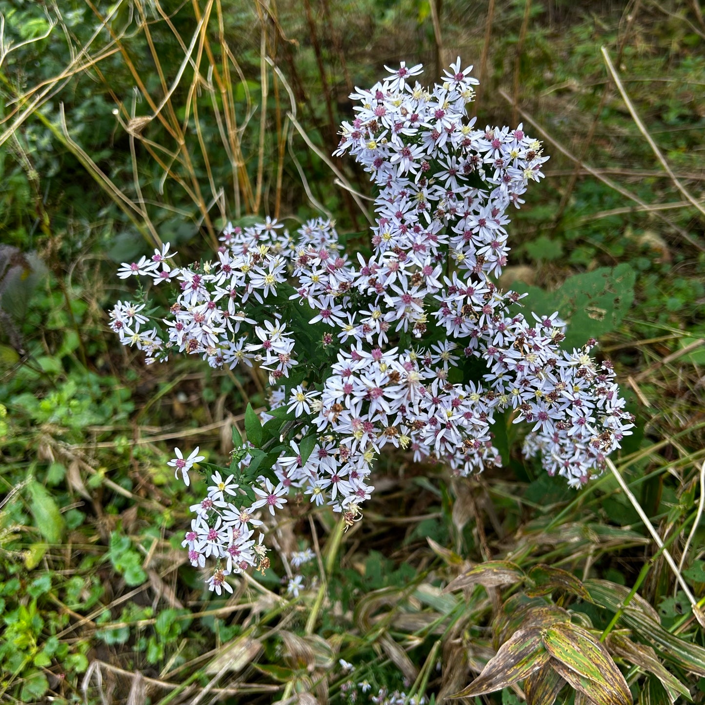 Symphyotrichum lateriflorum