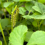 Zizia aurea