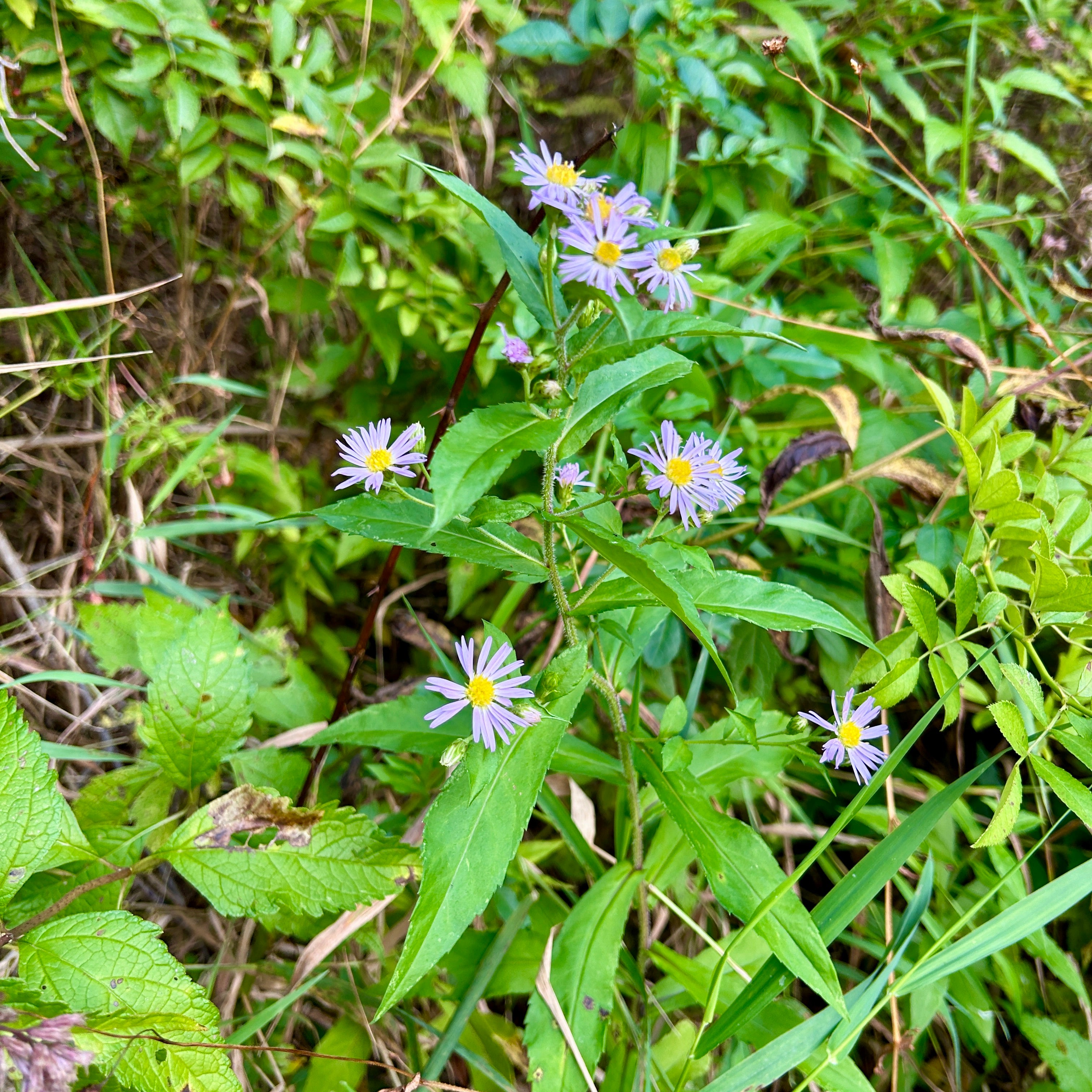 Symphyotrichum puniceum