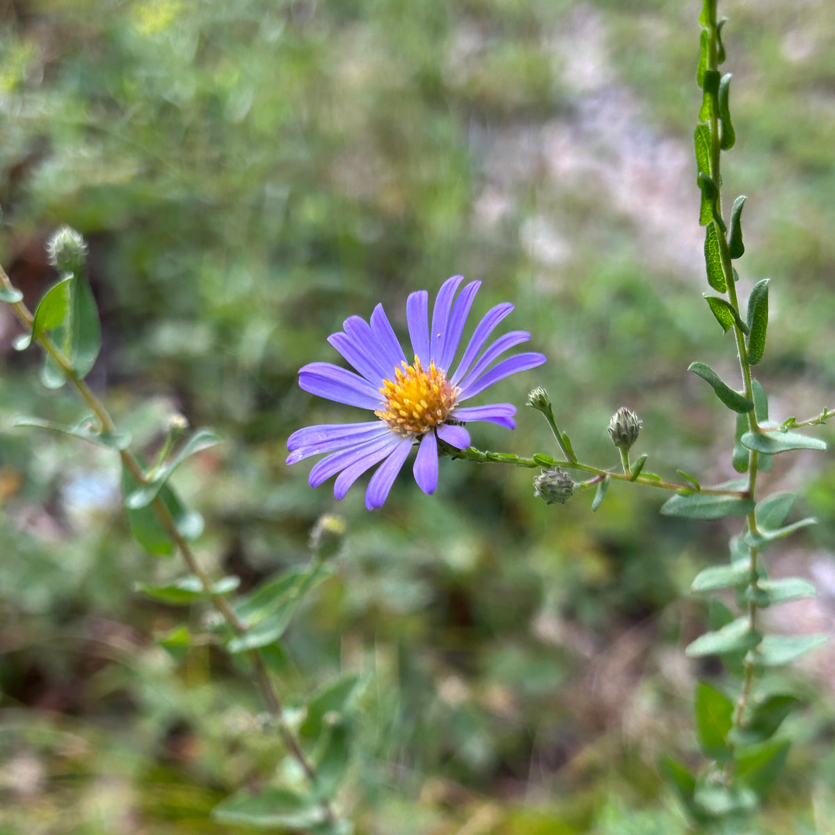 Symphyotrichum patens