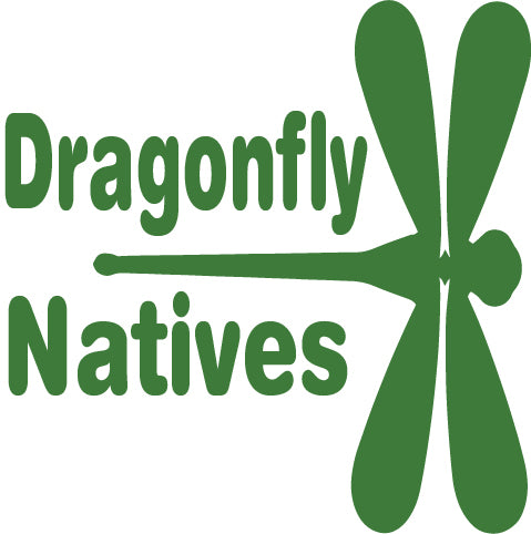 Dragonfly Natives