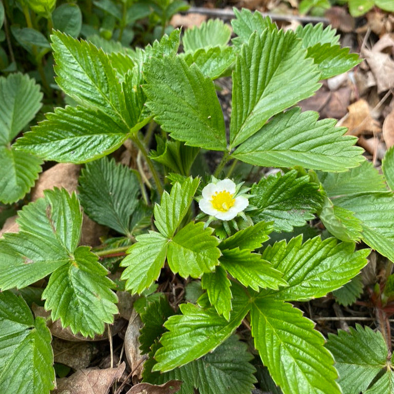 Fragaria virginiana