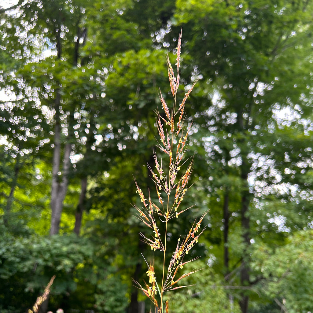 Sorghastrum nutans