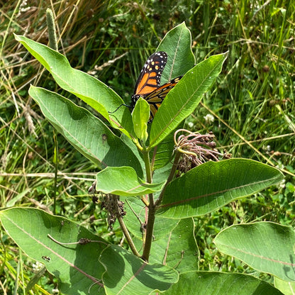 Asclepias syriaca