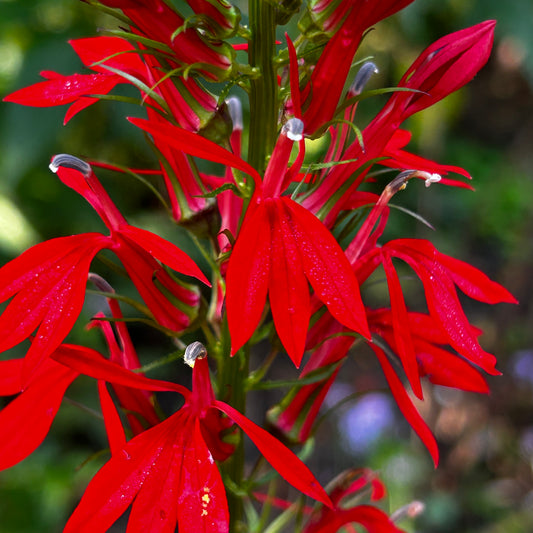 Lobelia cardinalis
