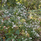 Symphyotrichum cordifolium