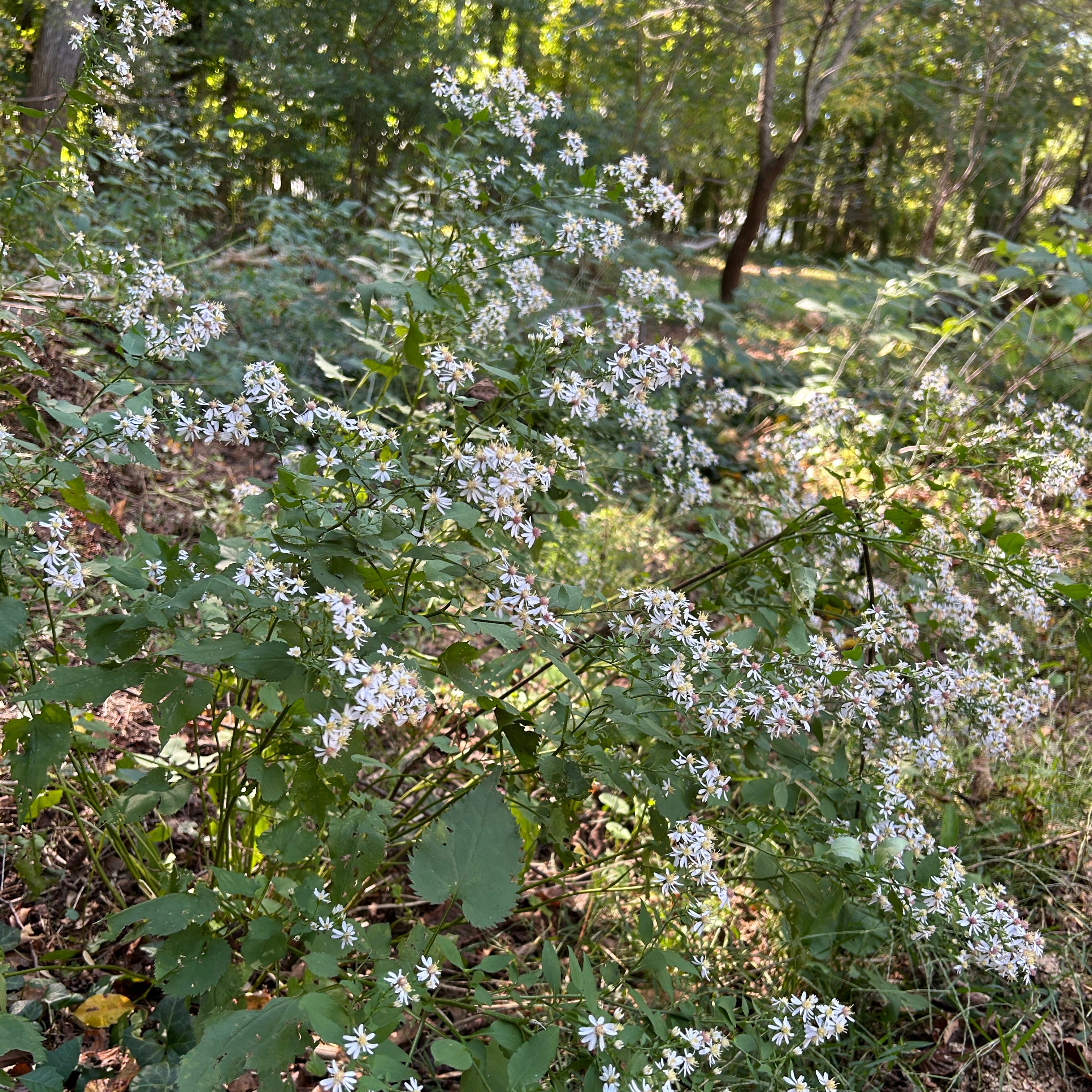 Symphyotrichum cordifolium