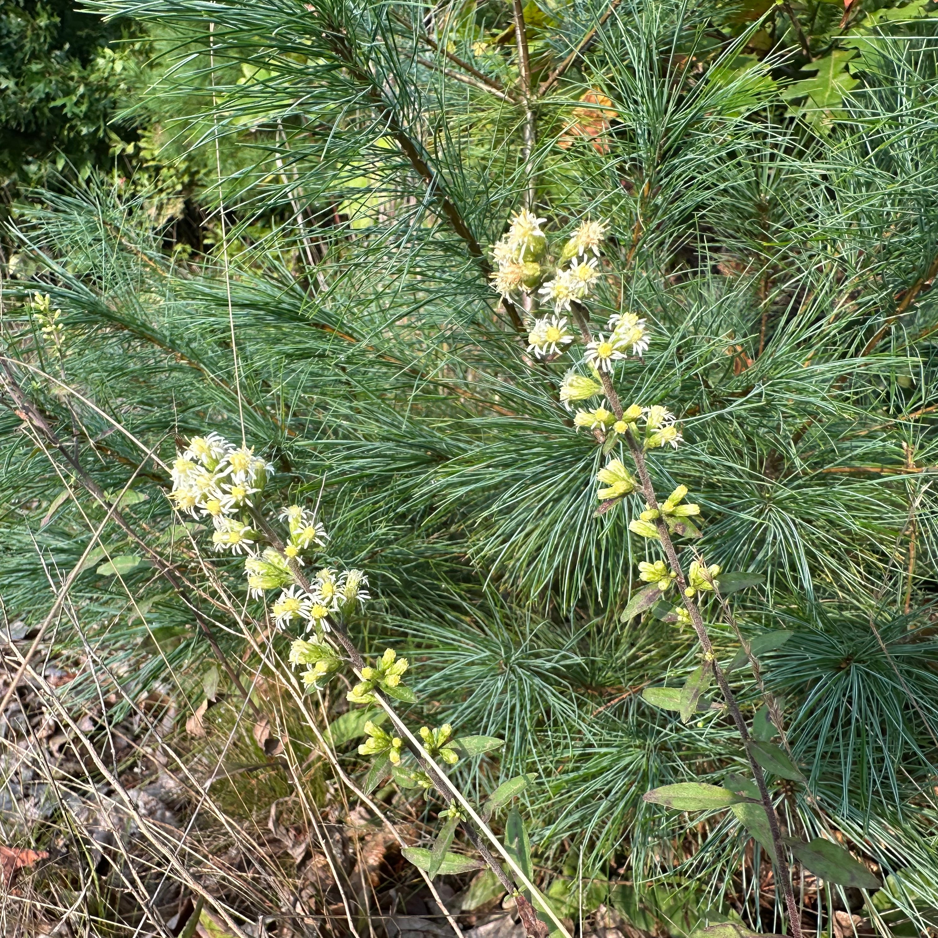 Solidago bicolor
