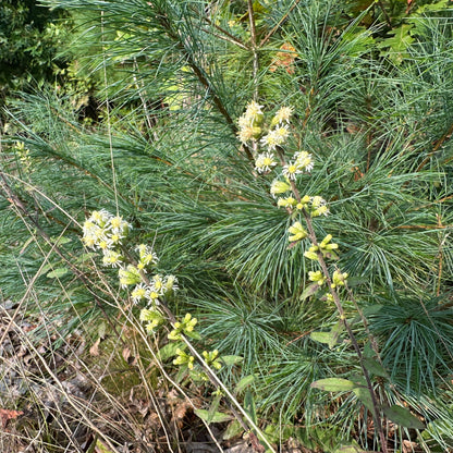 Solidago bicolor