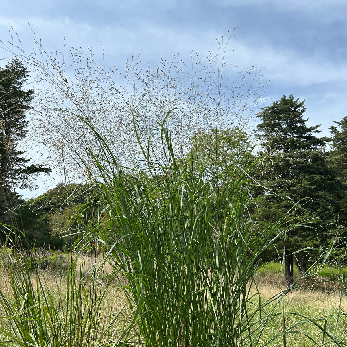Panicum virgatum