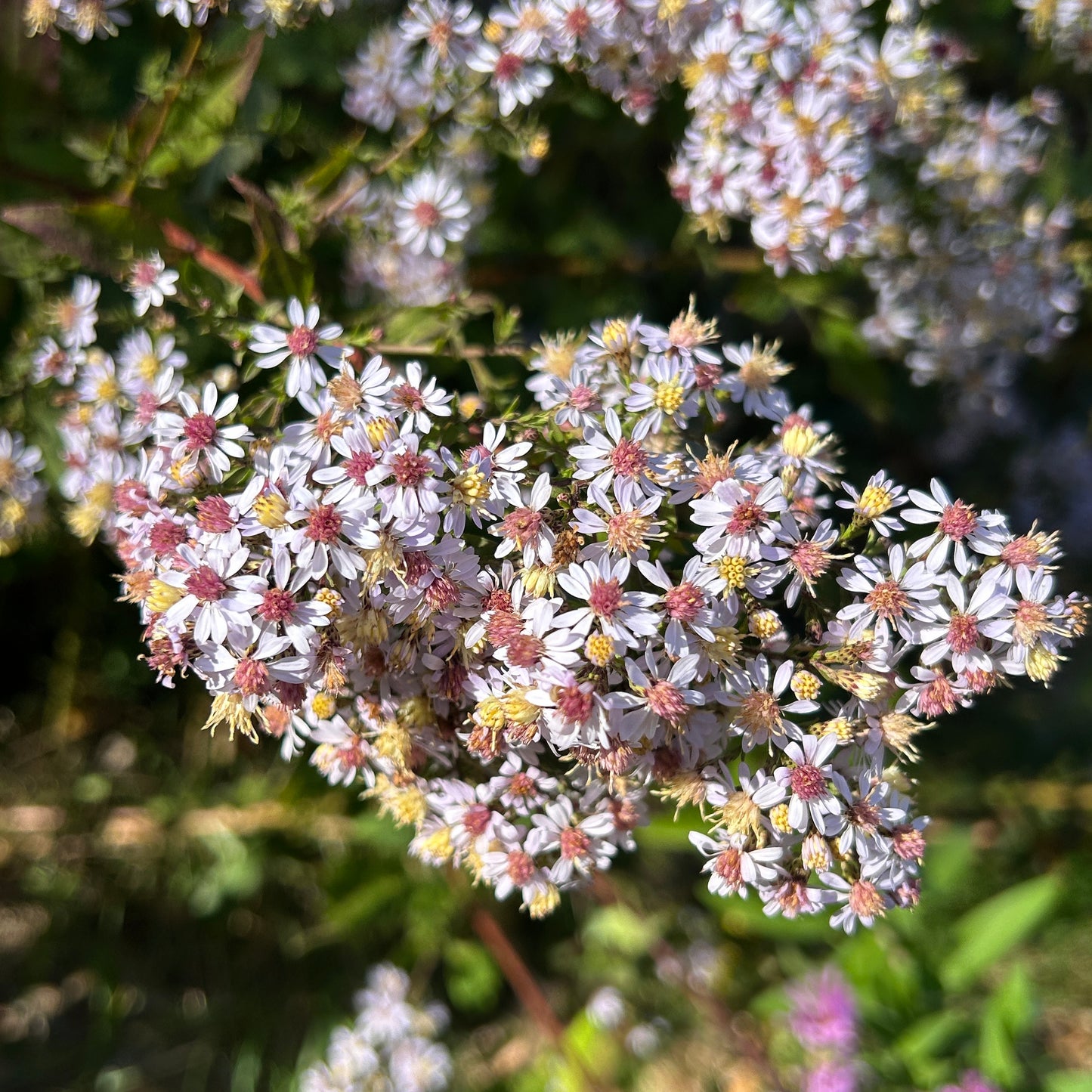 Symphyotrichum cordifolium