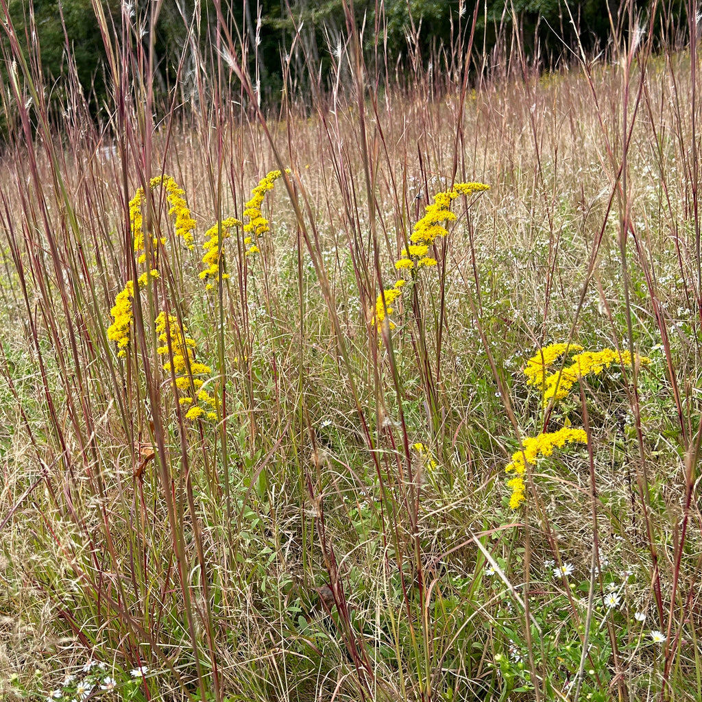Solidago nemoralis ssp. nemoralis