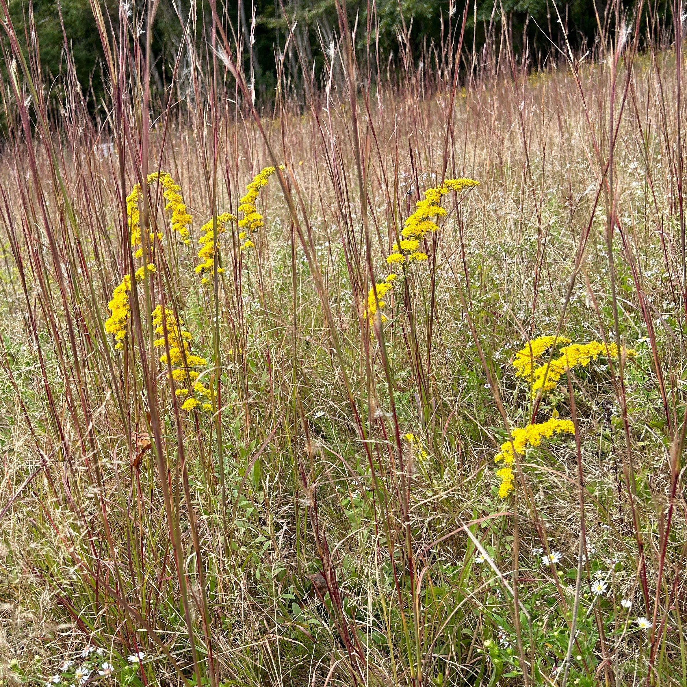 Solidago nemoralis ssp. nemoralis