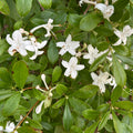 Rhododendron viscosum