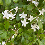 Rhododendron viscosum