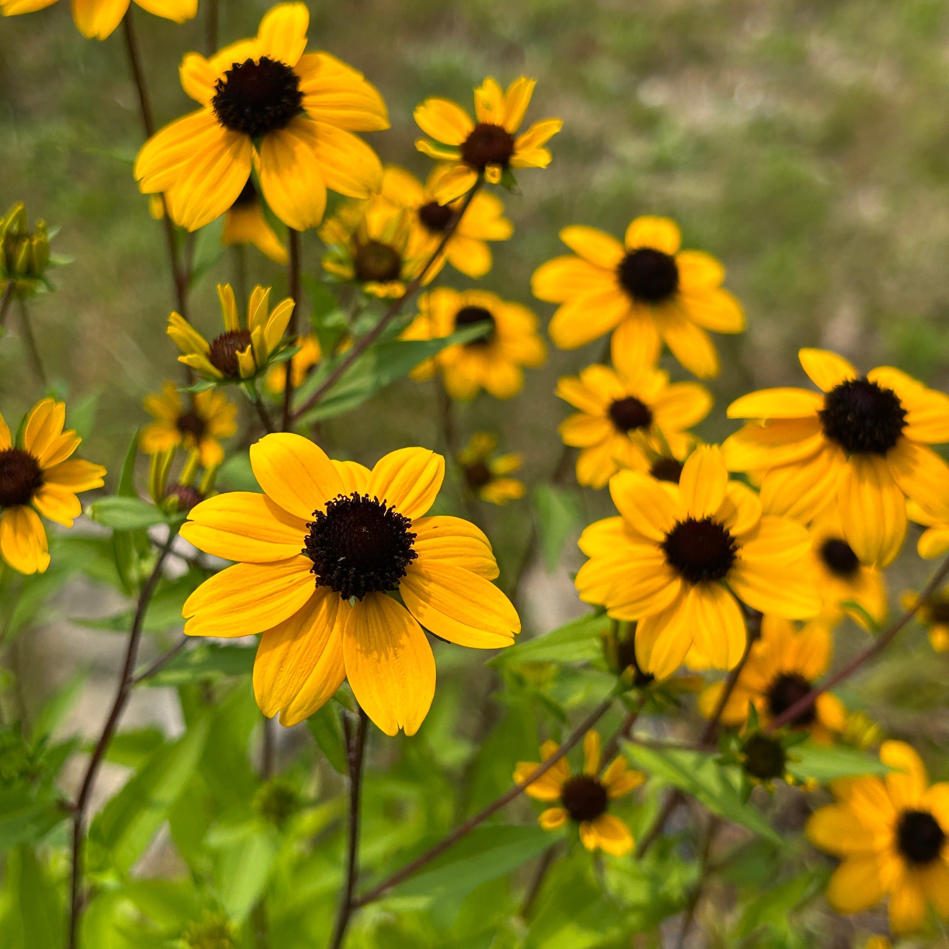 Rudbeckia triloba