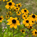 Rudbeckia triloba