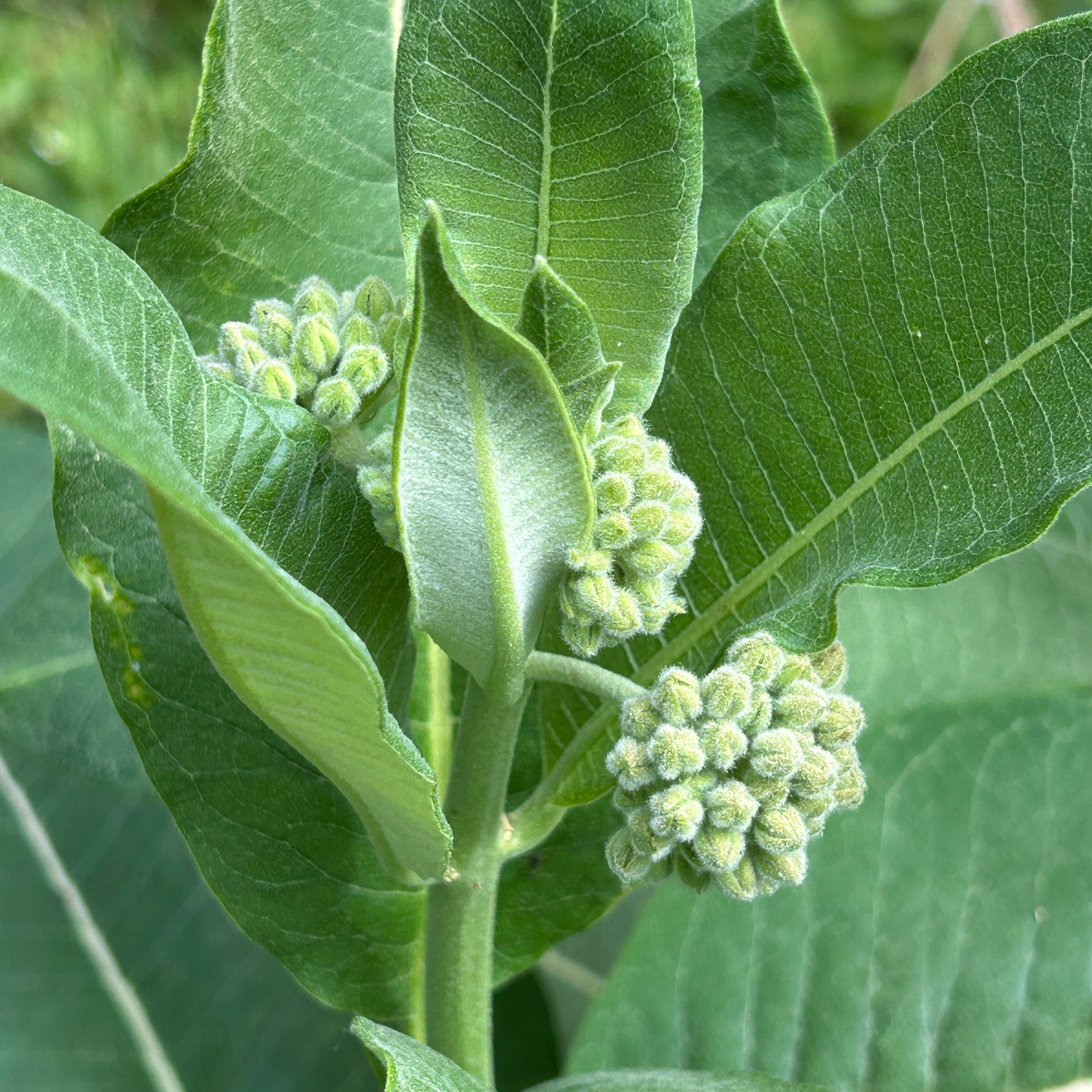 Asclepias syriaca