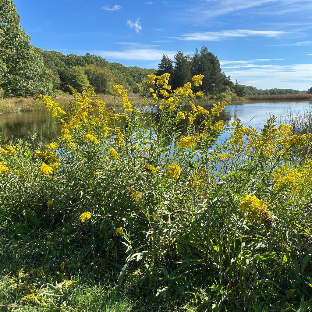 Solidago sempervirens