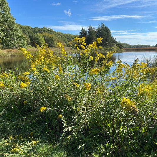 Solidago sempervirens