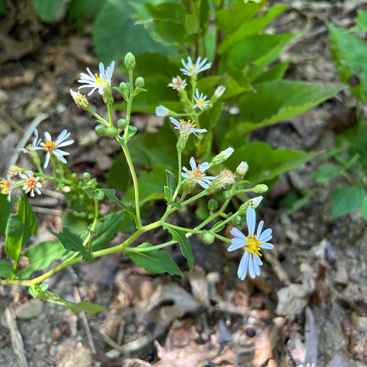 Eurybia macrophylla