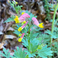 Capnoides sempervirens