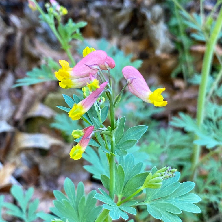 Capnoides sempervirens