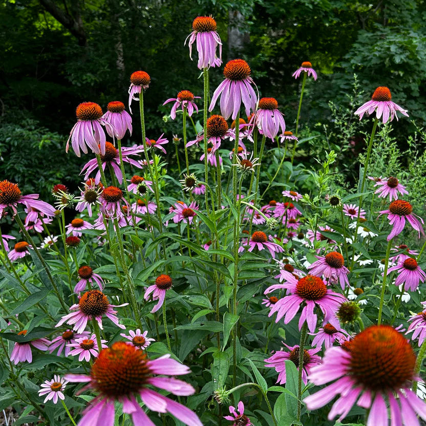 SALE: Echinacea purpurea