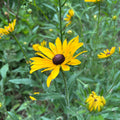 Rudbeckia hirta