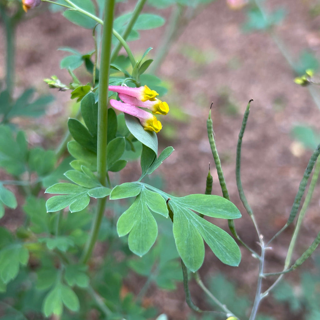 Capnoides sempervirens