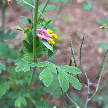 Capnoides sempervirens